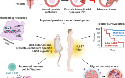 Cell-autonomous IL6ST activation suppresses prostate cancer development via STAT3/ARF/p53-driven senescence and confers an immune-active tumor microenvironment – Sternberg et al.