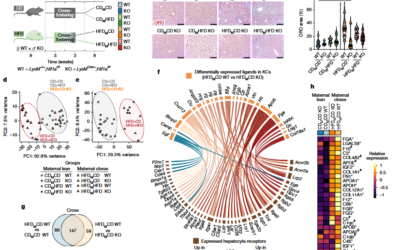 Kupffer cell programming by maternal obesity triggers fatty liver disease – Huang et al.