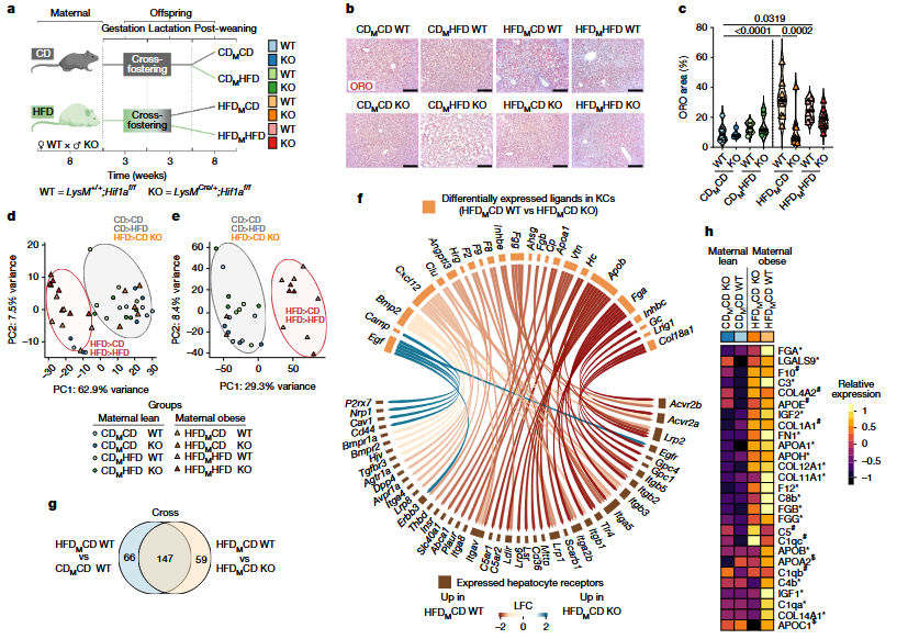 Kupffer cell programming by maternal obesity triggers fatty liver disease – Huang et al.