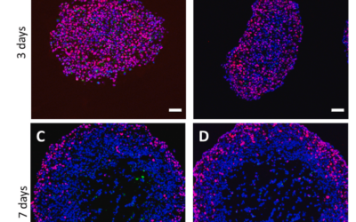 Microplastics role in cell migration and distribution during cancer cell division – Brynzak-Schreiber et al.