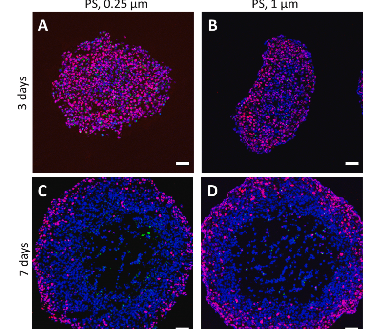 Microplastics role in cell migration and distribution during cancer cell division – Brynzak-Schreiber et al.