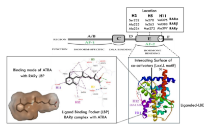 Molecular Interactions of Selective Agonists and Antagonists with the Retinoic Acid Receptor γ – Powała et al.