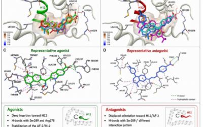 Structural and Thermodynamic Discrimination between Agonists and Antagonists of Retinoic Acid Receptor γ and the Vitamin D Receptor – Zołek et al.