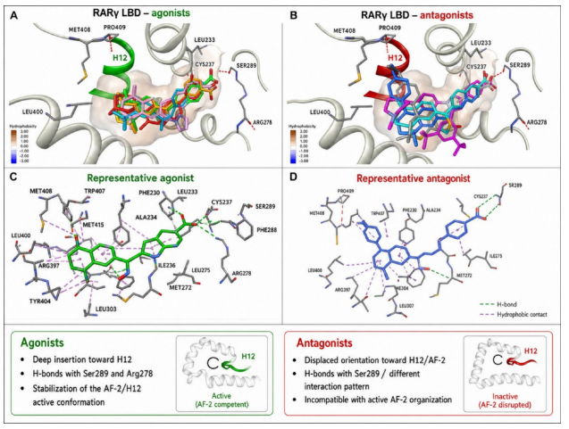 Structural and Thermodynamic Discrimination between Agonists and Antagonists of Retinoic Acid Receptor γ and the Vitamin D Receptor – Zołek et al.