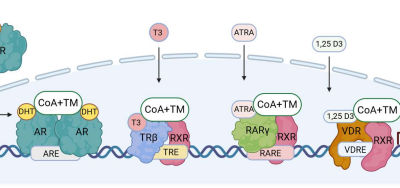 Targeting Androgen, Thyroid Hormone, and Vitamin A and D Receptors to Treat Prostate Cancer – Hantusch et al.