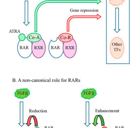 The Influences of RARγ on the Behavior of Normal and Cancer Stem Cells – Geoffrey Brown