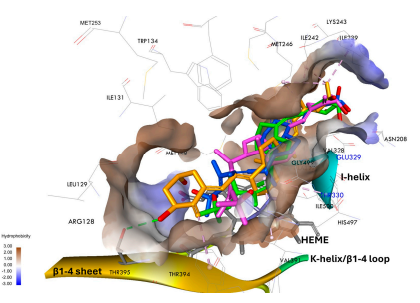 Metabolic Interactions of Side-chain Extended and Unsaturated Vitamin D Analogs with Cytochrome P450 Enzymes – Zołek et al.